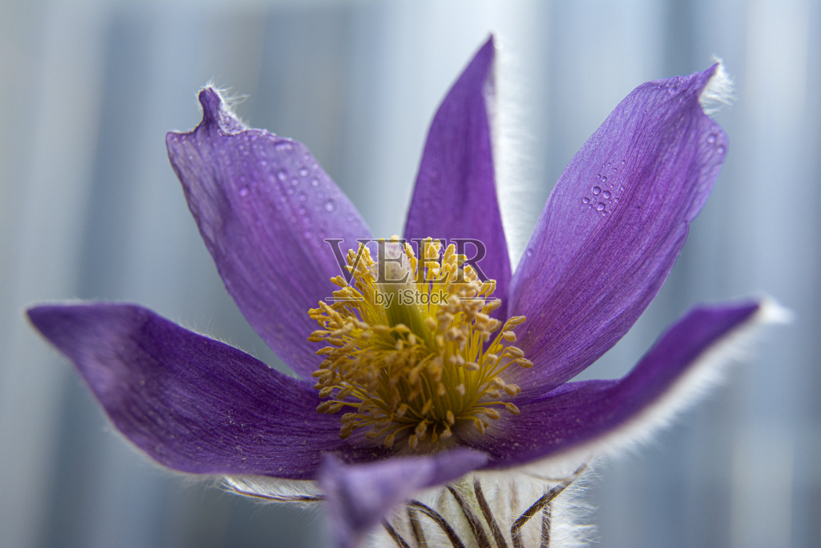 雪花莲春天的花朵。第一个春天的花朵。花的背景。在照片里闪一下。水滴照片摄影图片