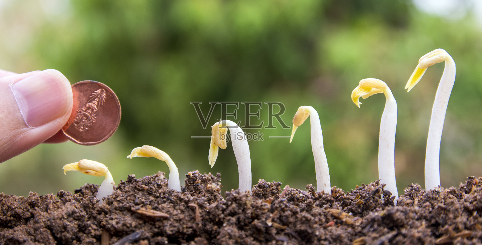 种子到树,种上一株小植物,在一堆泥土上,以苍翠的散竹为背景。照片摄影图片