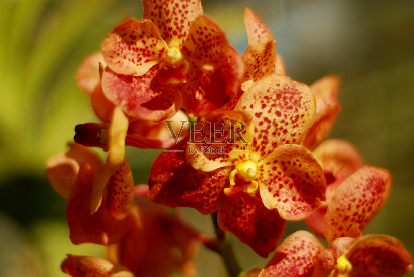 植物园里有红色、橙色和黄色的兰花花照片摄影图片