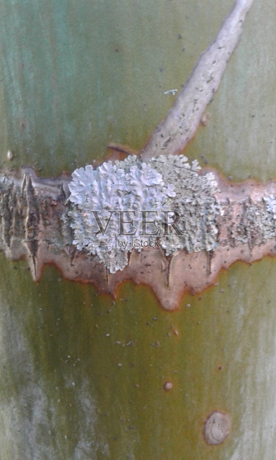 材质、颜色、植物花园照片摄影图片