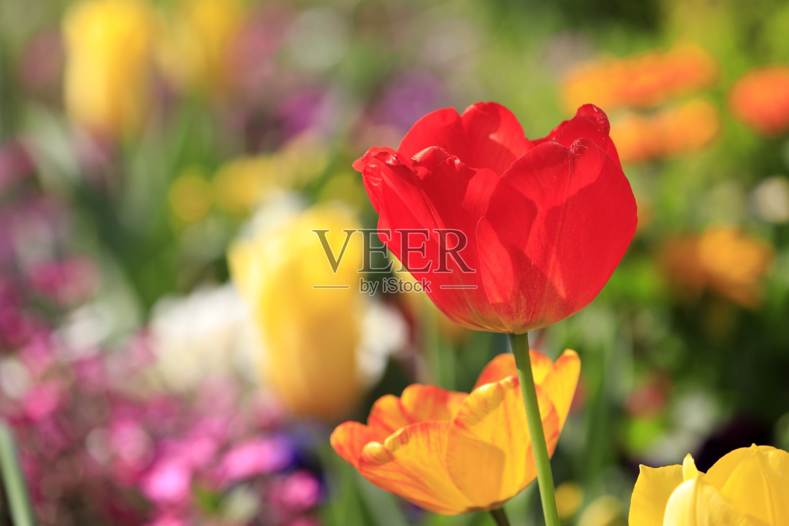 郁金香字段(红色)照片摄影图片