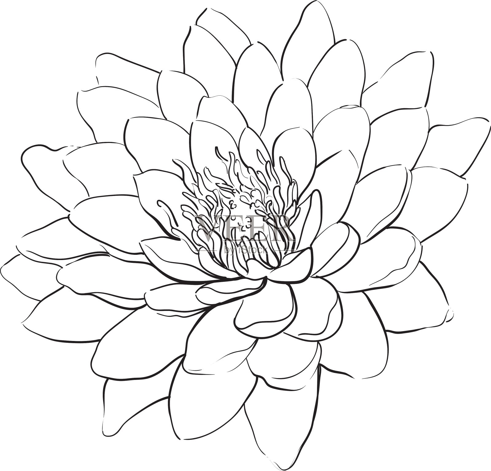 莲花设计元素图片