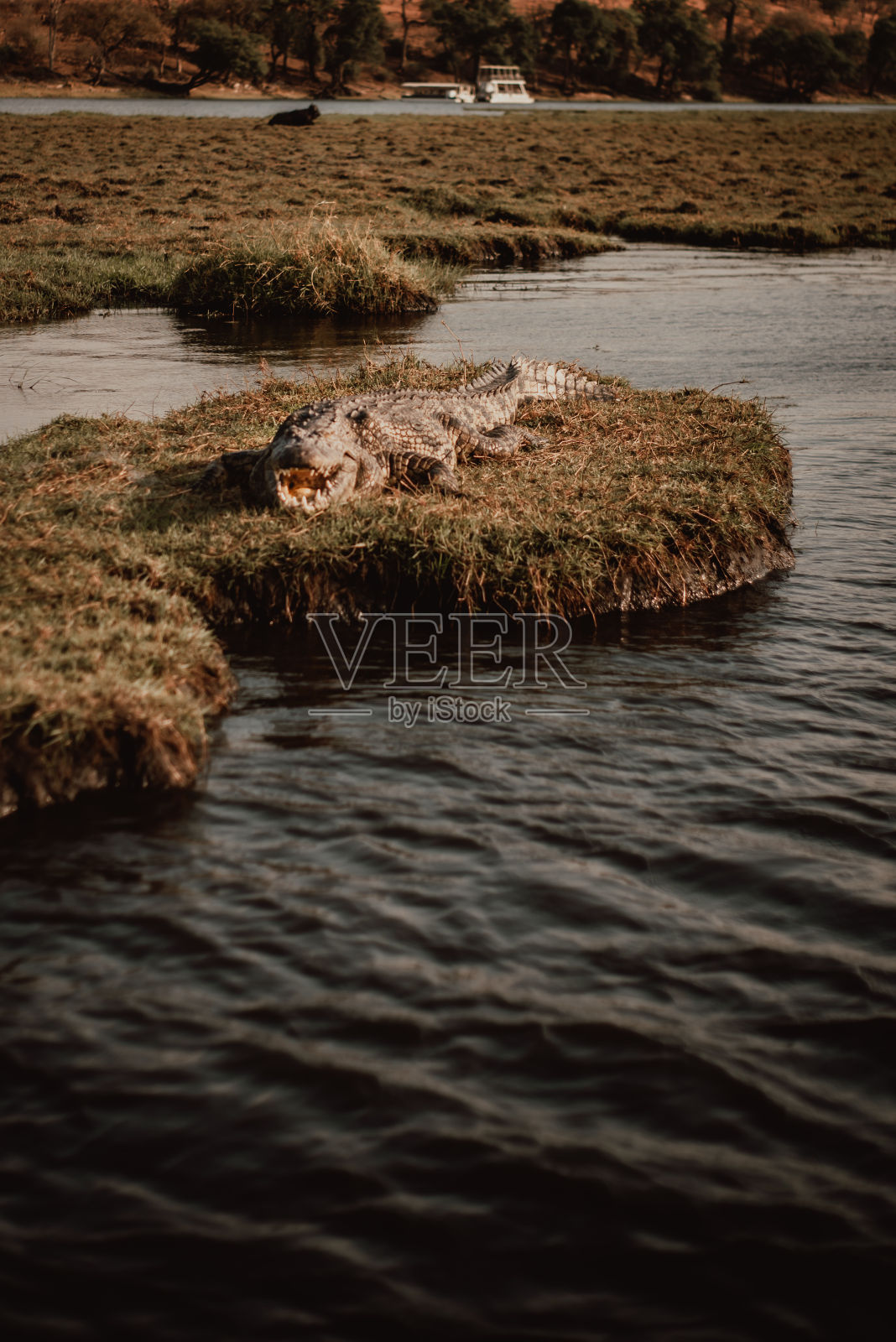 河上的鳄鱼照片摄影图片