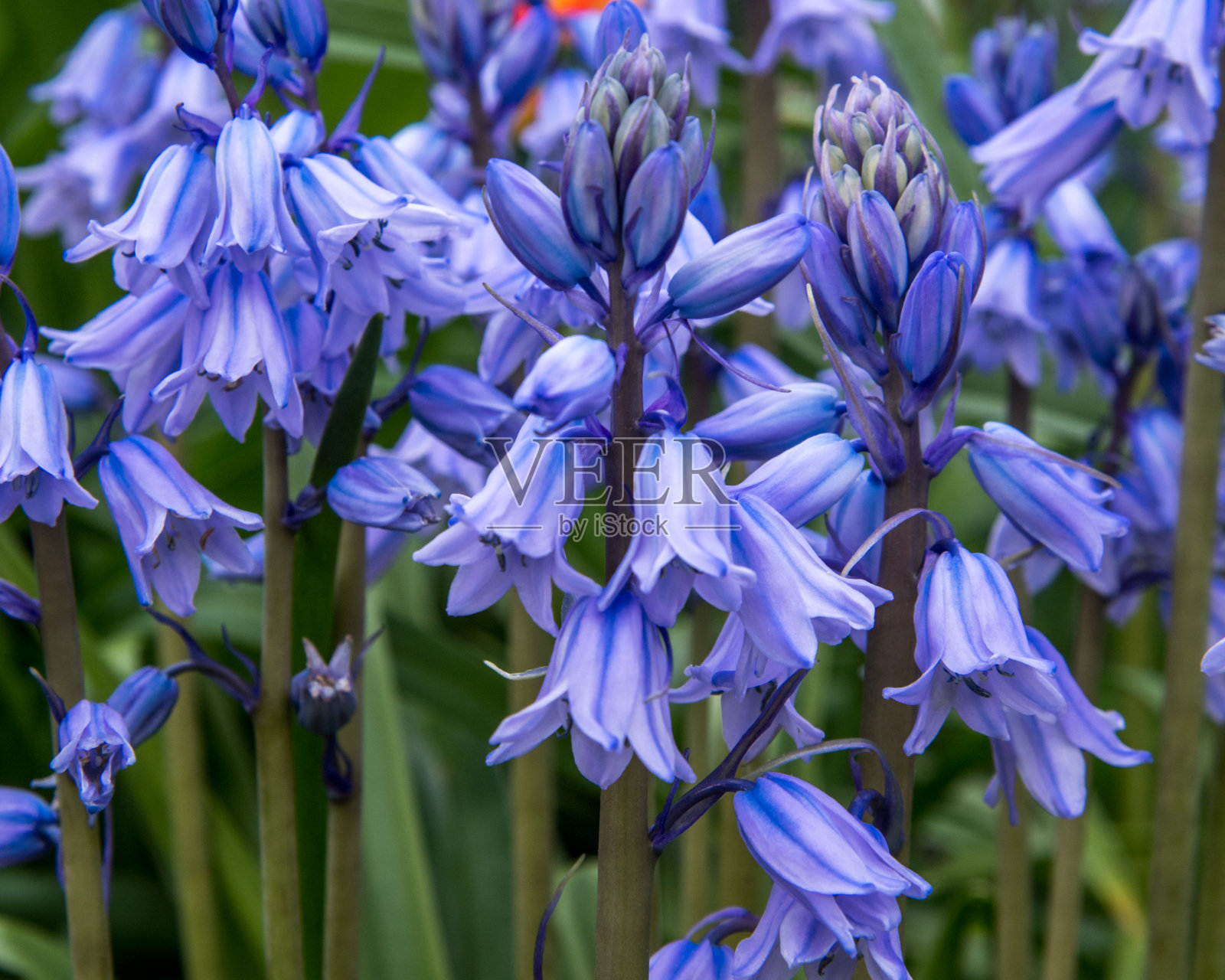 花园里美丽的花照片摄影图片