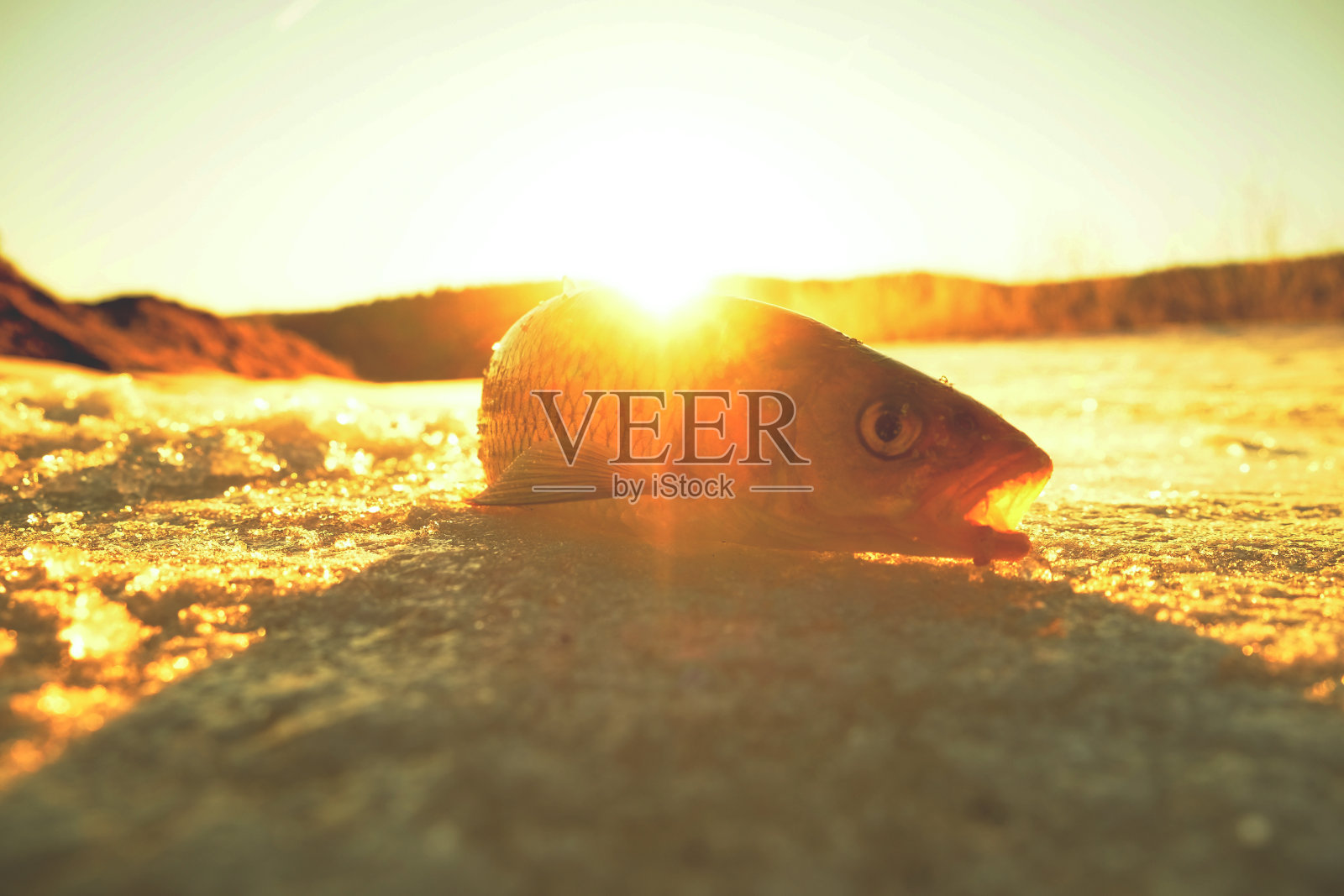 冬天钓鱼,鱼躺在冰上照片摄影图片