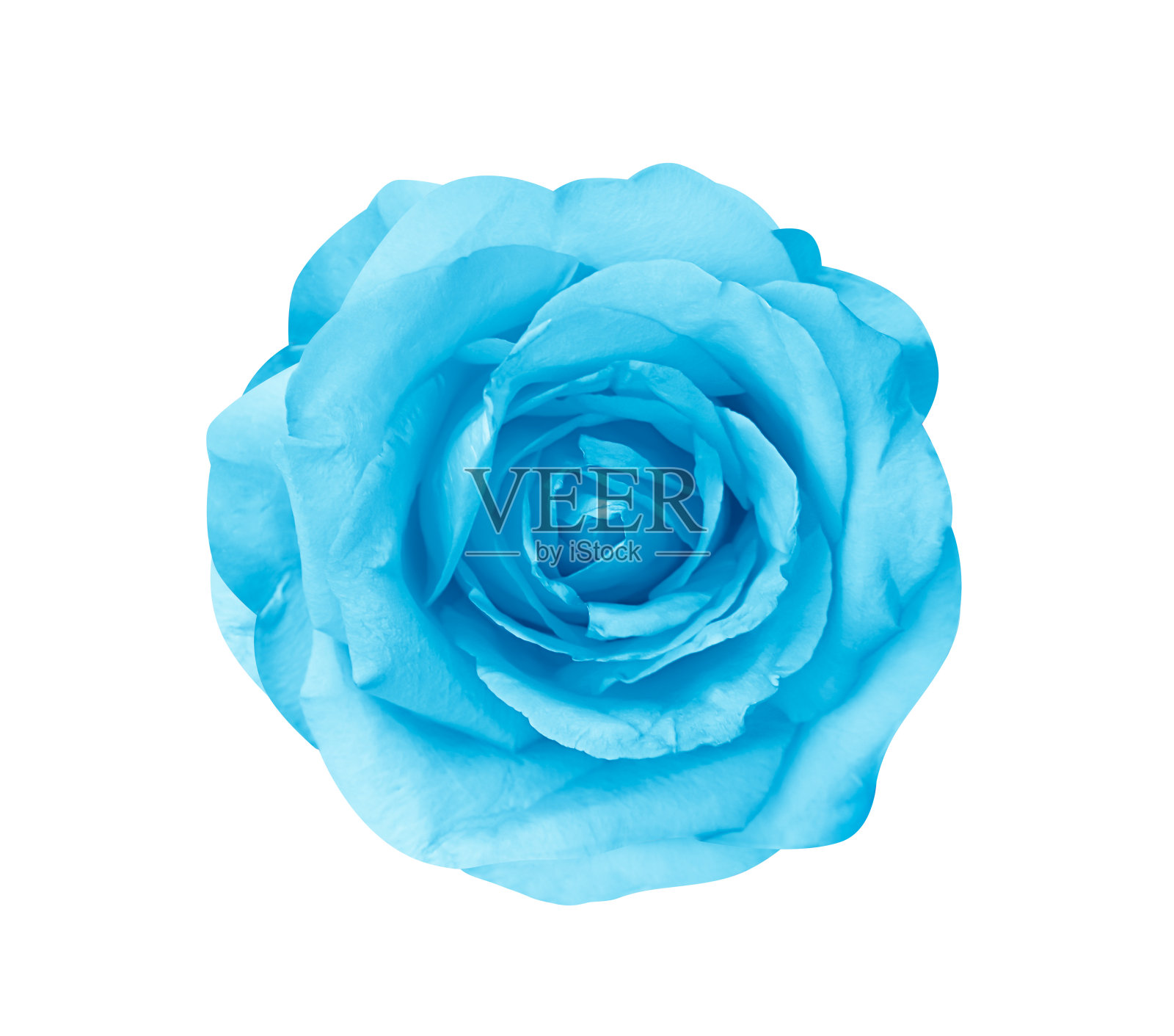 蓝色玫瑰花皮肤顶视图孤立在白色背景,修剪路径照片摄影图片