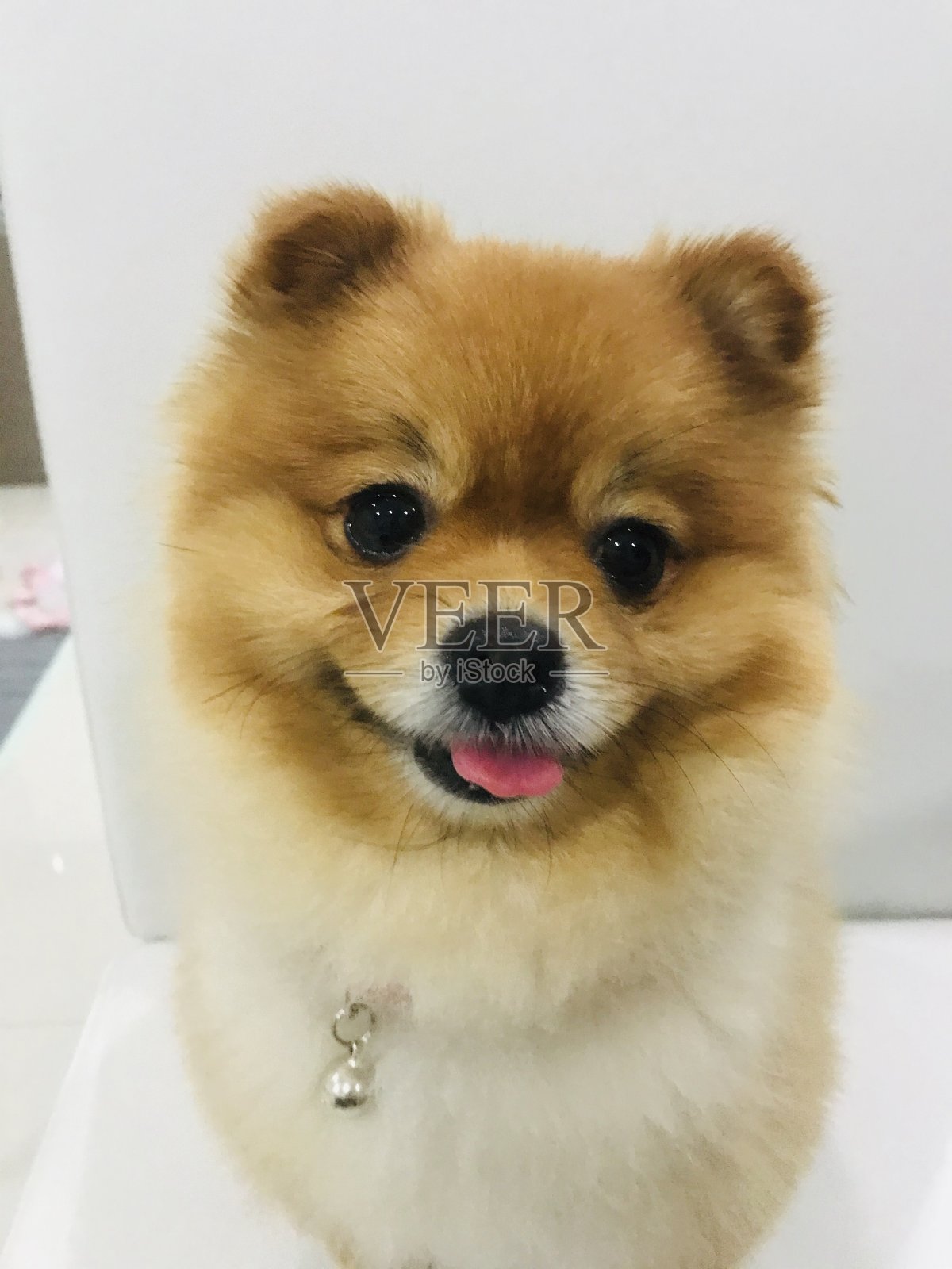 波美拉尼亚的狗照片摄影图片