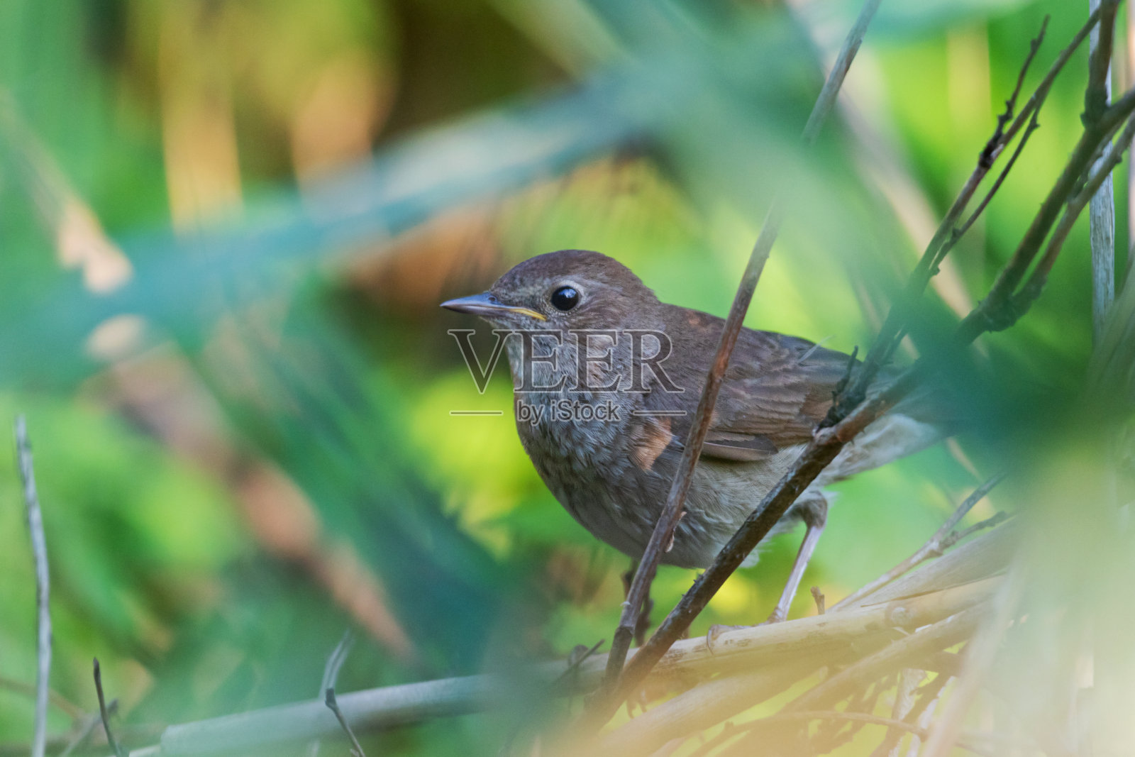 夜莺栖息在春天的绿荫中照片摄影图片