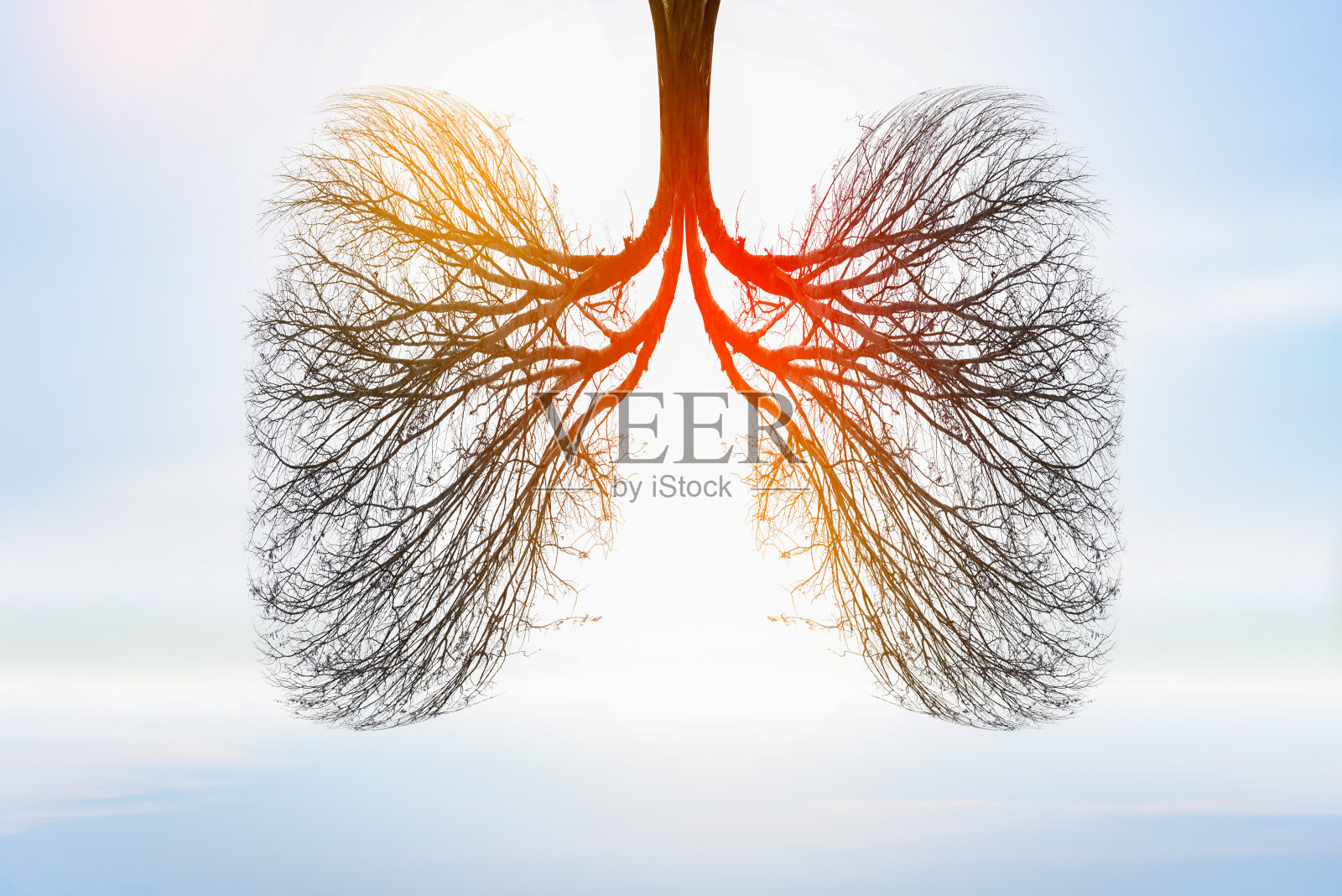 肺树插图(环境与医学)照片摄影图片