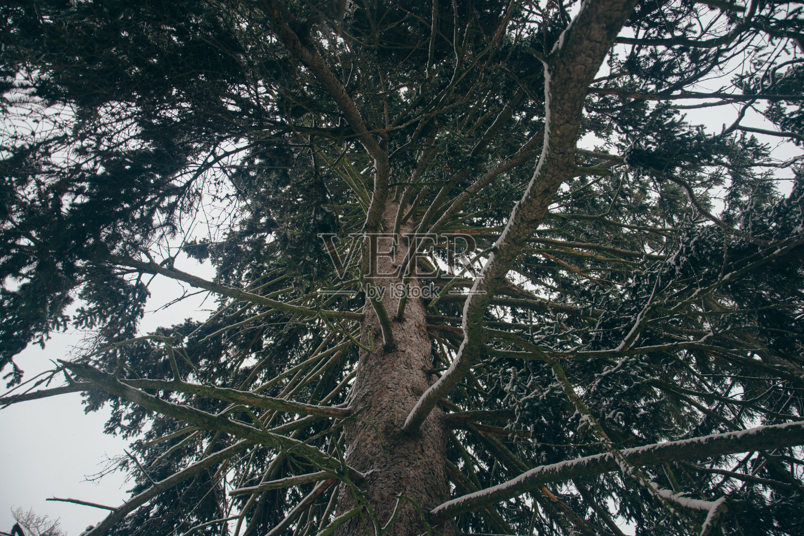 冬季景观与冷杉奇妙的自然早晨照片摄影图片