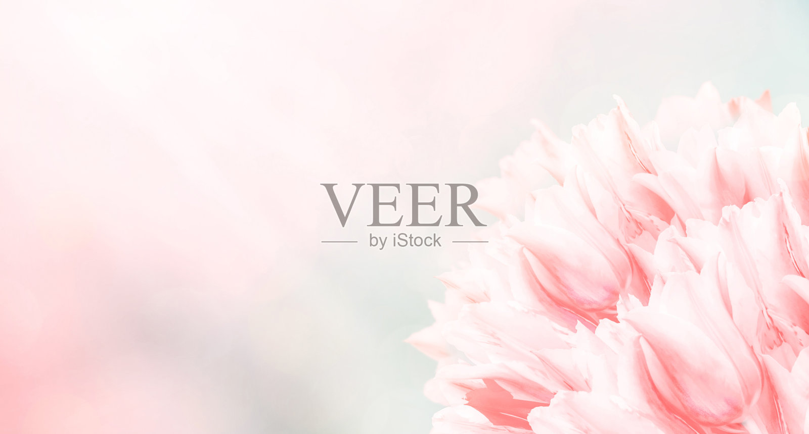 春天的花朵,粉红色的背景。盛开的郁金香在蓝色和粉红色的背景。照片摄影图片