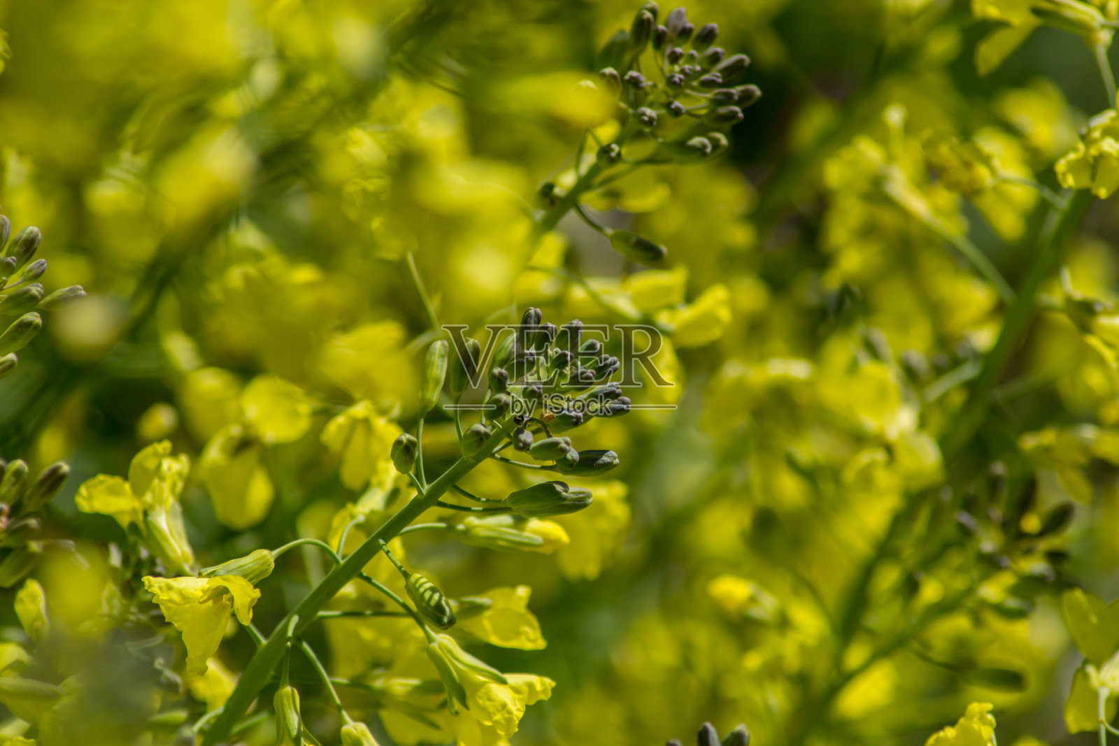 花椰菜花在花园里盛开,绿叶翠绿,菜籽油,菜花,小黄花,植物照片摄影图片