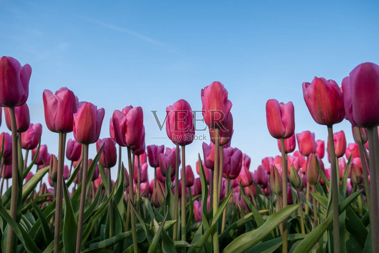 荷兰的郁金香田在春天,弗莱弗兰·诺杜斯特圩田五颜六色的郁金香田与黄昏的蓝色多云的天空照片摄影图片
