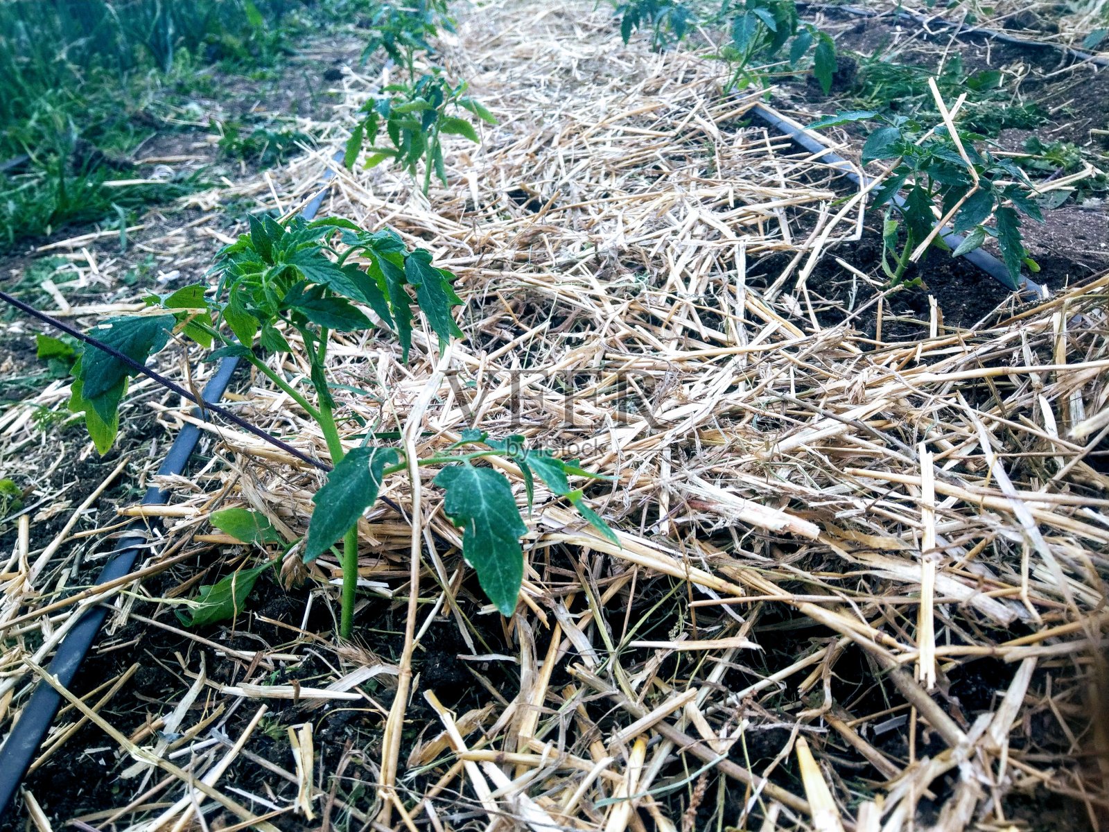 有机蔬菜温室中秸秆覆盖番茄苗照片摄影图片