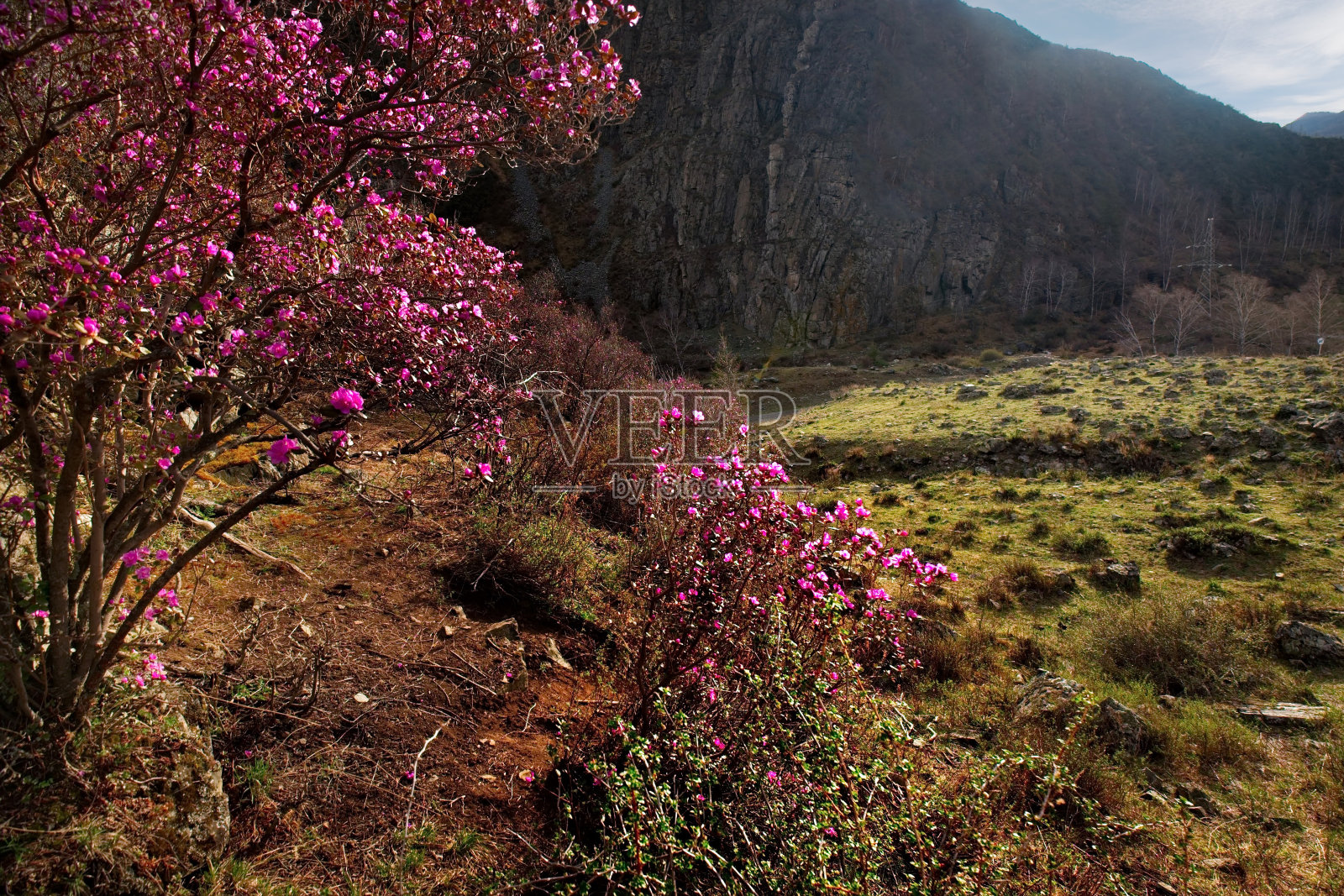 阿尔泰山石质草原的春色照片摄影图片