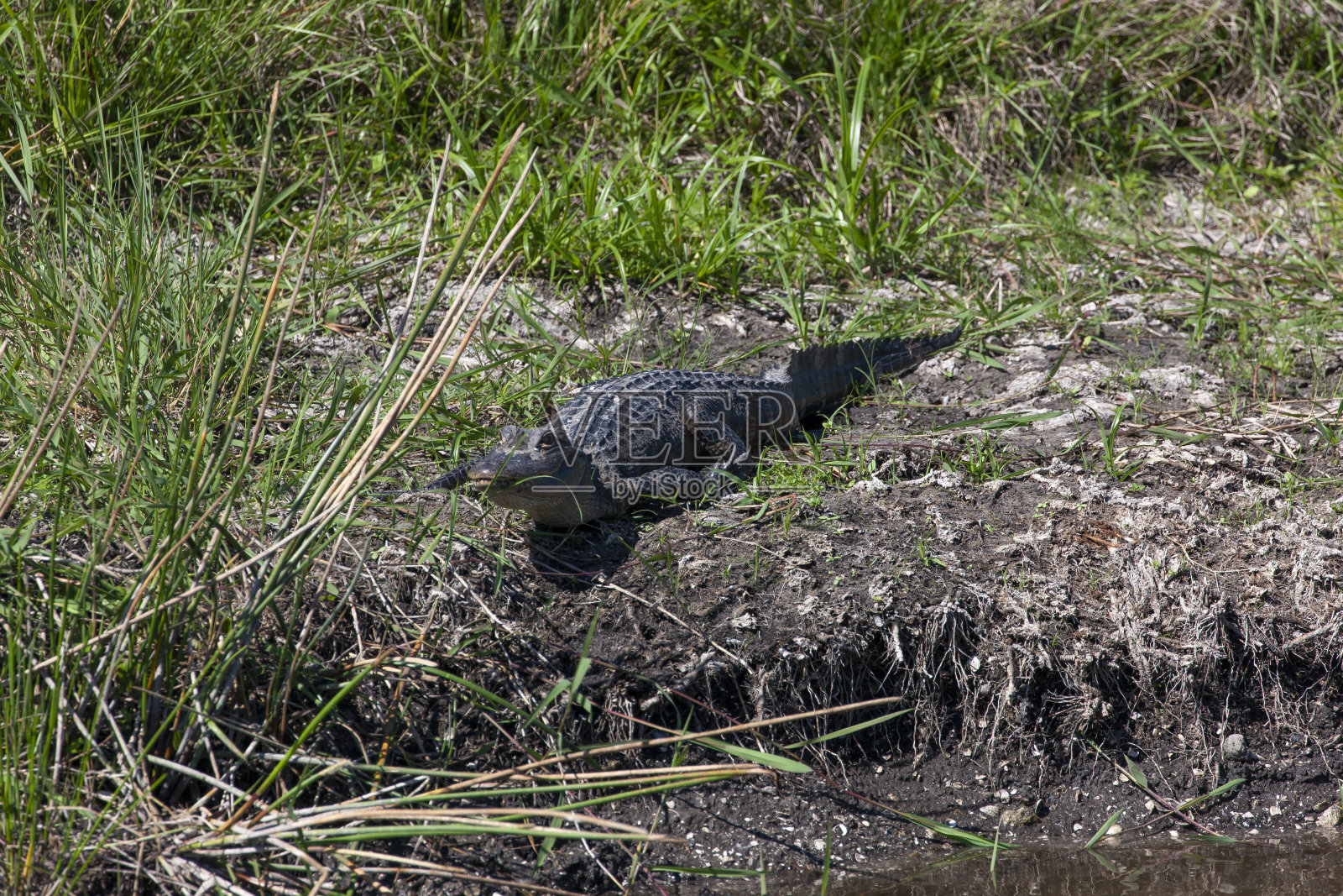 美国鳄鱼照片摄影图片