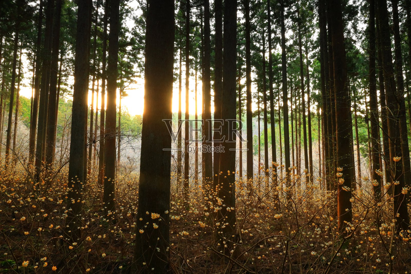 岩手县三sumata开花森林照片摄影图片
