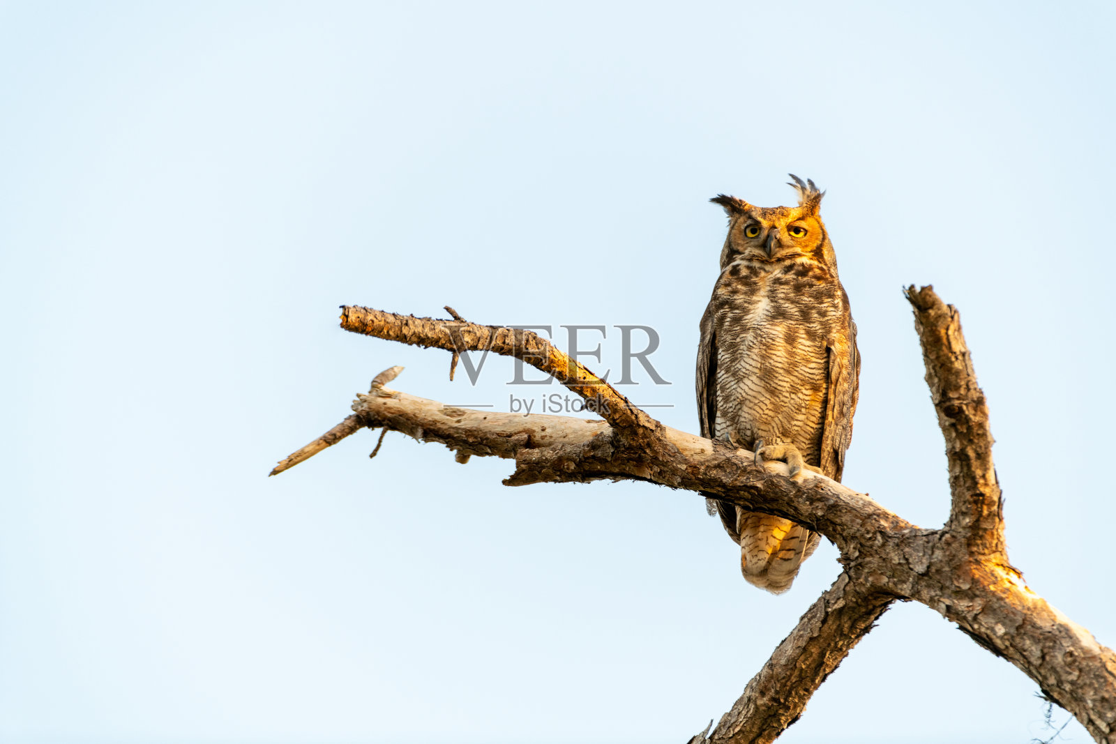 大角鸮照片摄影图片