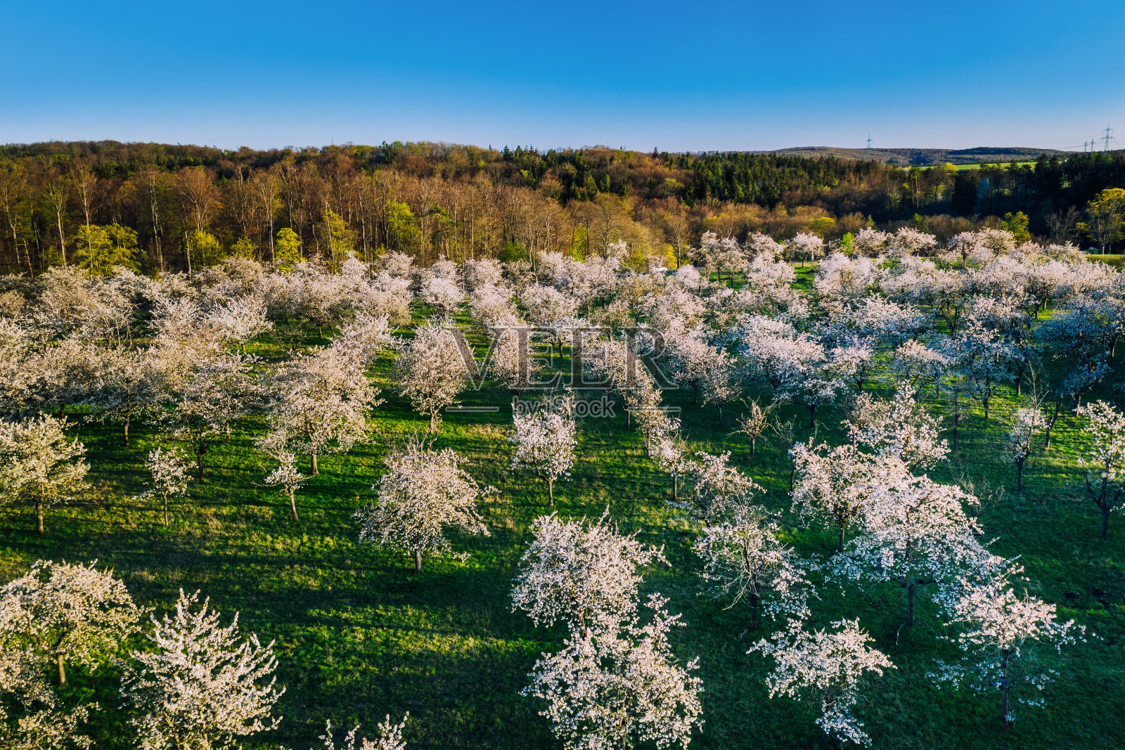 春天开花的樱桃树照片摄影图片