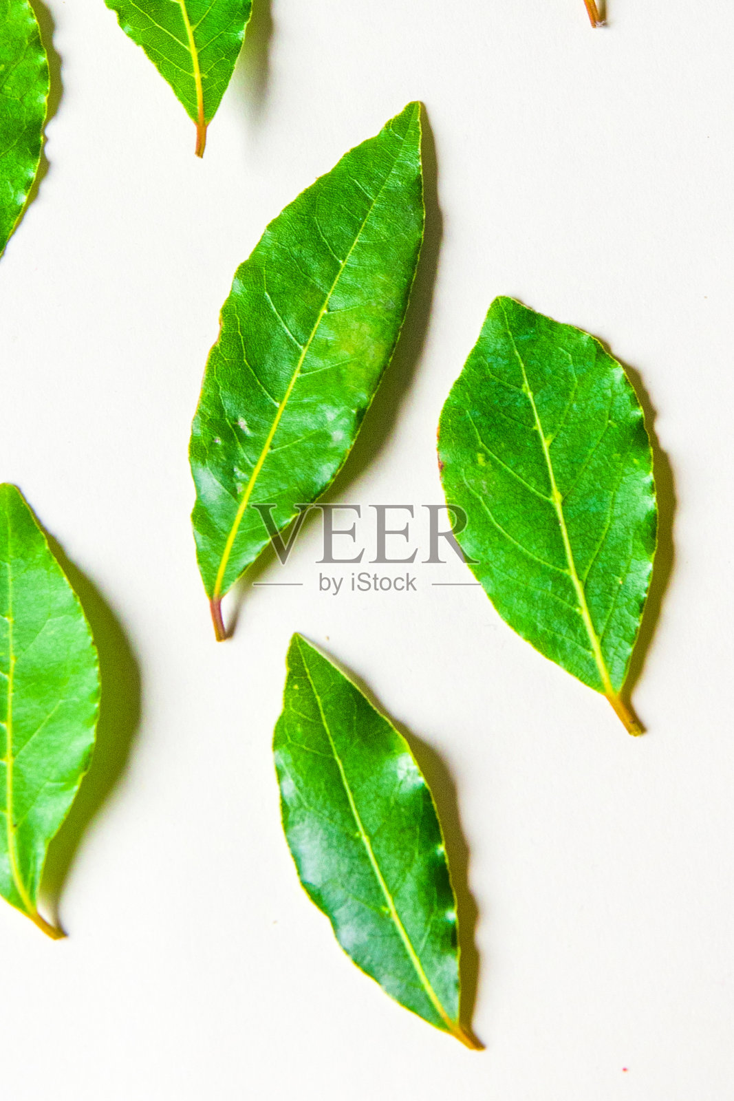 芳香的香草-月桂叶照片摄影图片