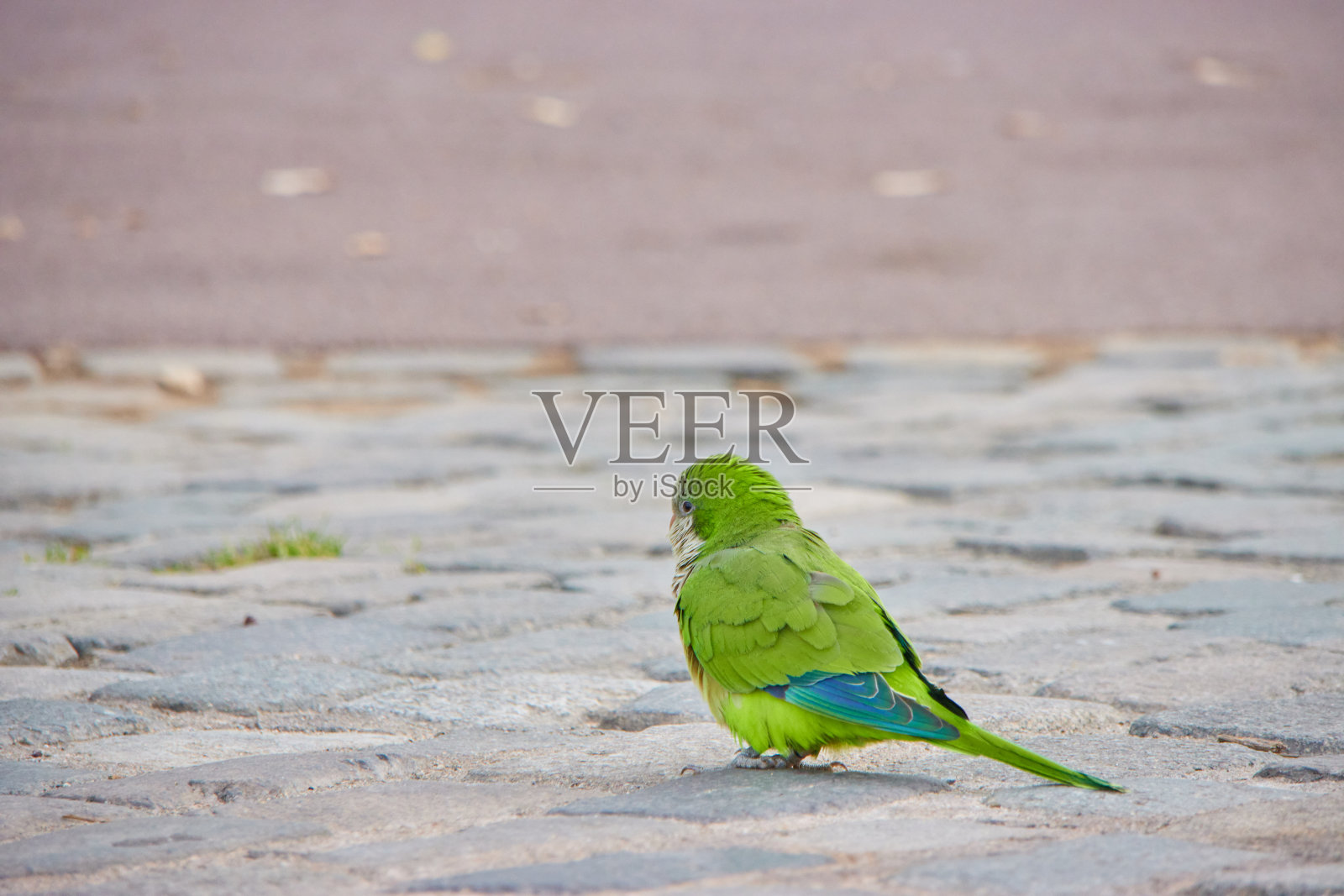 西班牙加泰罗尼亚的巴塞罗那市照片摄影图片