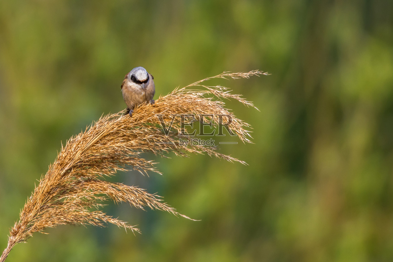 欧亚雌雀照片摄影图片