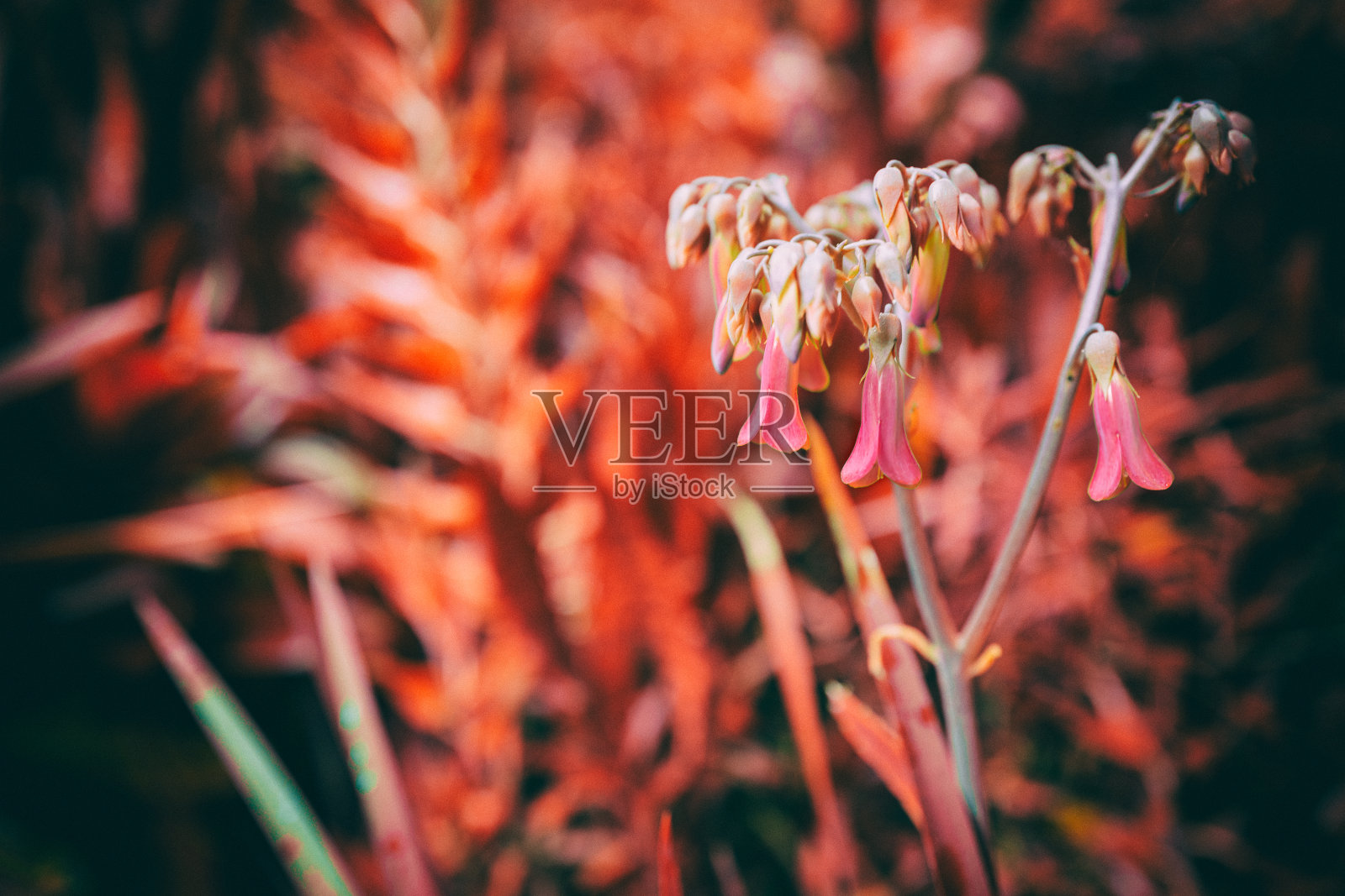 花照片摄影图片