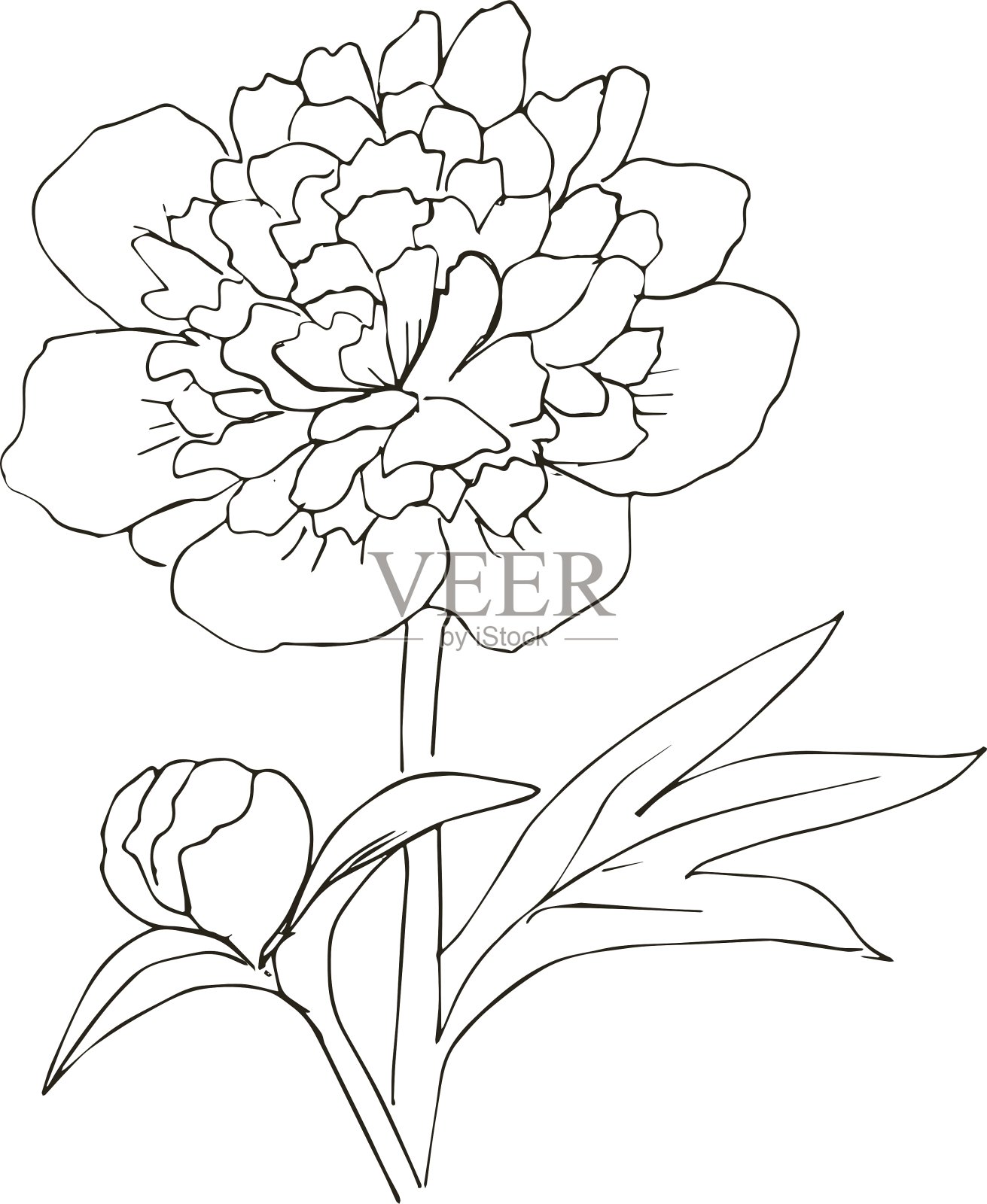 手绘牡丹设计元素图片