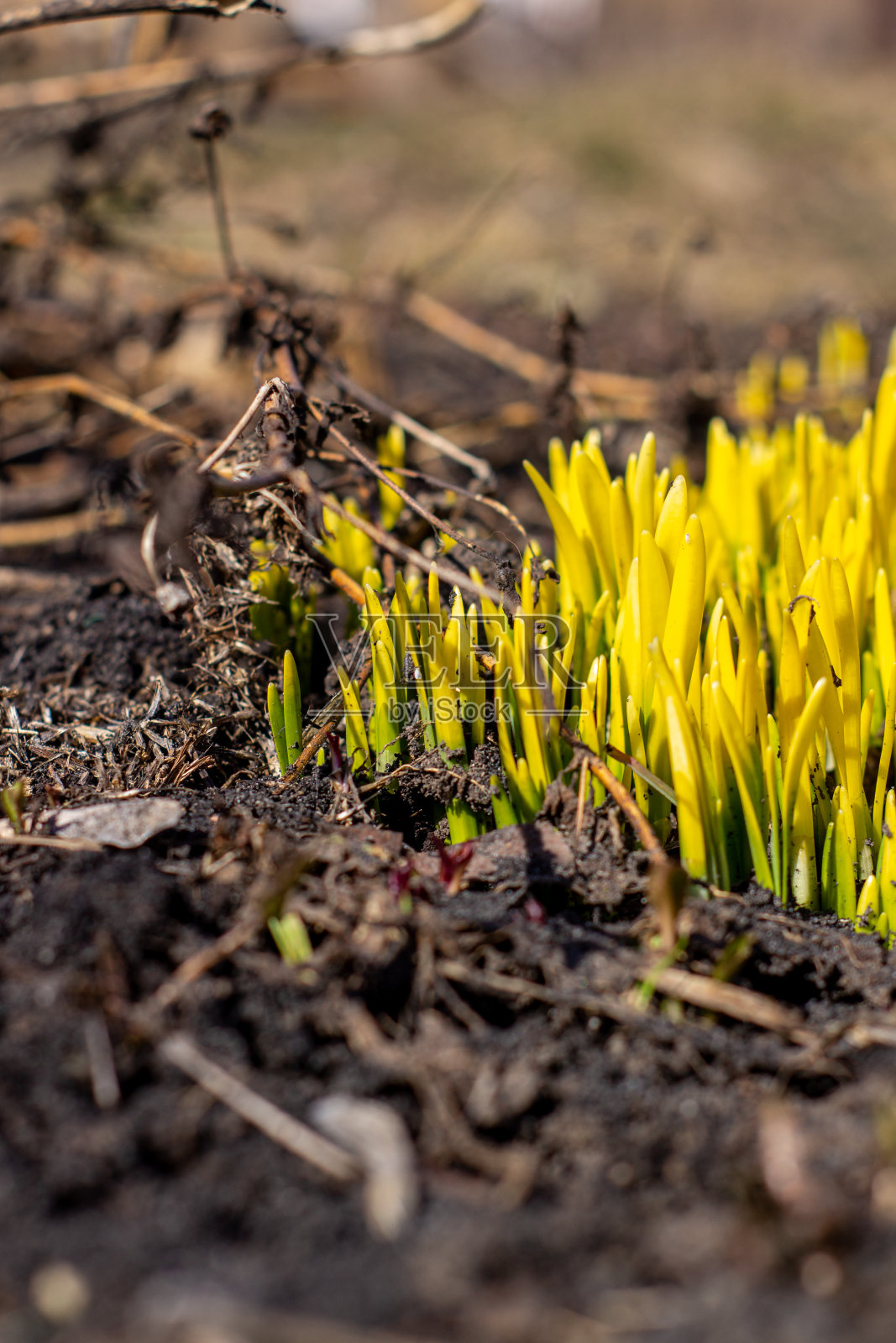 春天水仙花从地里发芽照片摄影图片