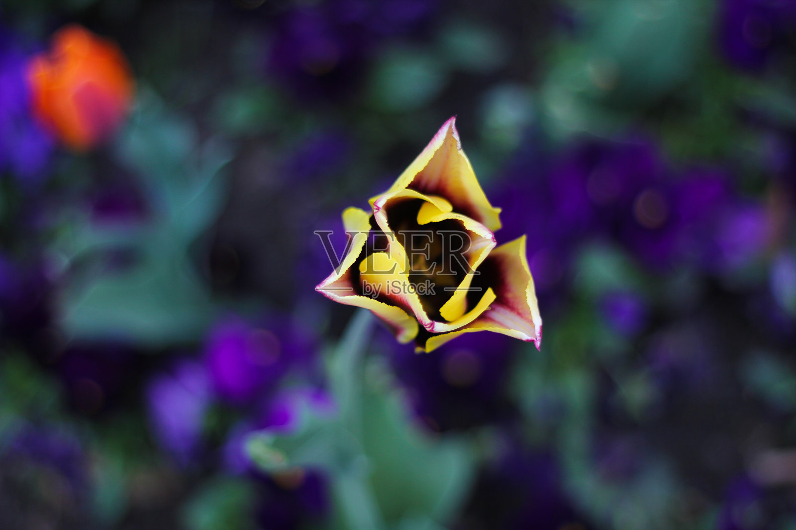 令人惊叹的自然概念,紫色和黄色的郁金香开花。自然近景开放的郁金香花盛开在花园的花坛作为春天的背景为3月8日。照片摄影图片