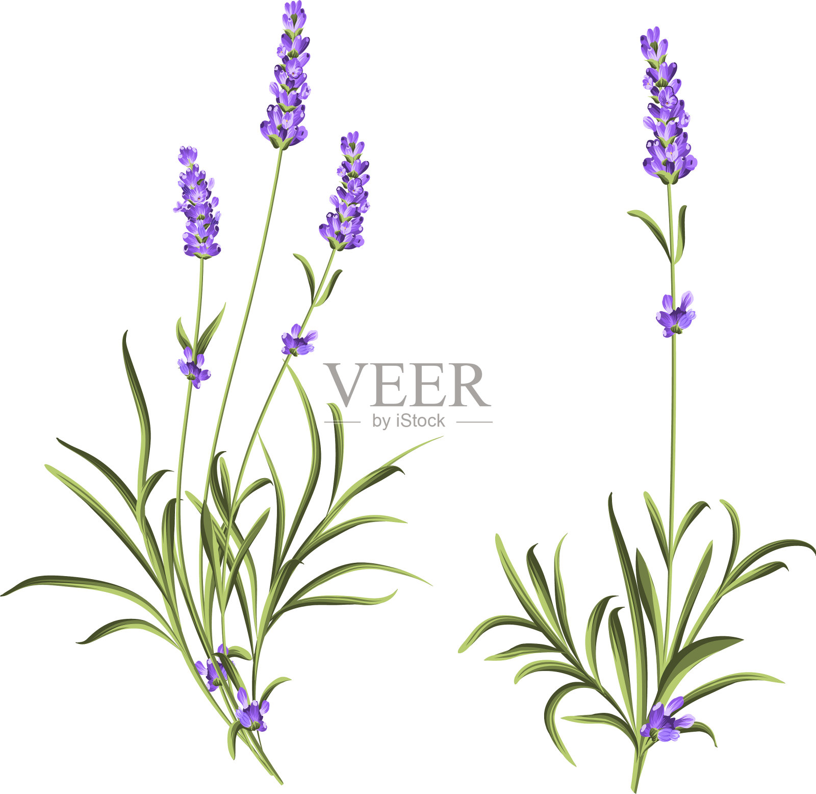 一套薰衣草花设计元素图片