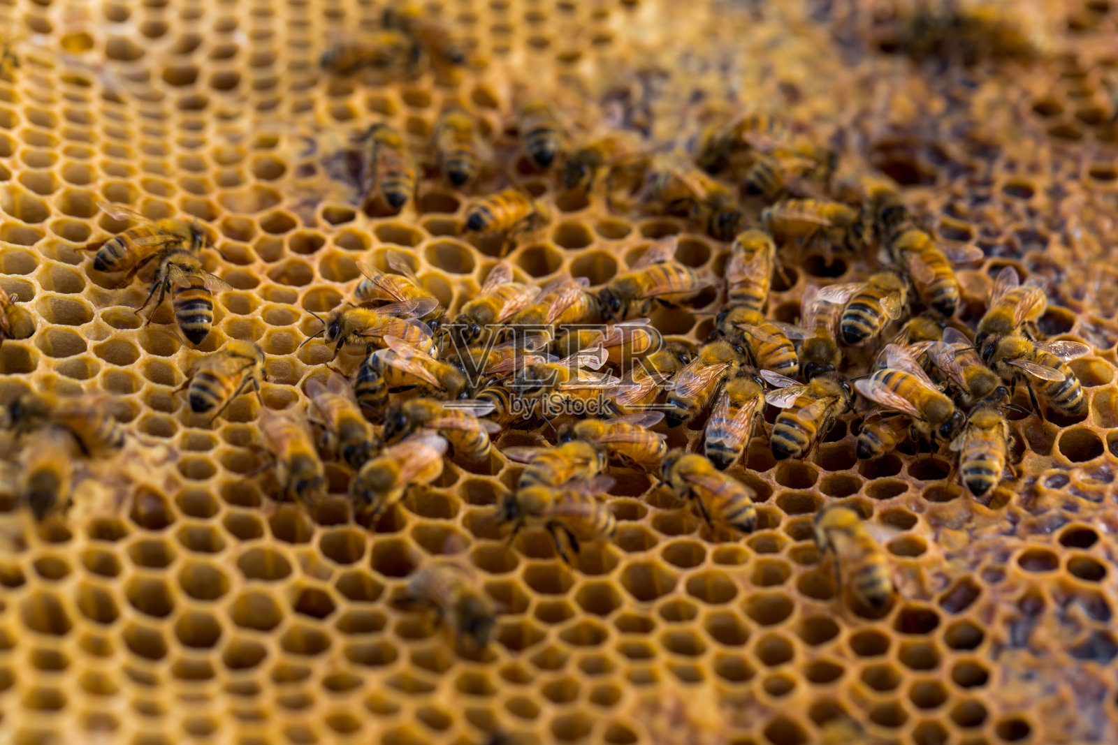 蜂巢照片摄影图片