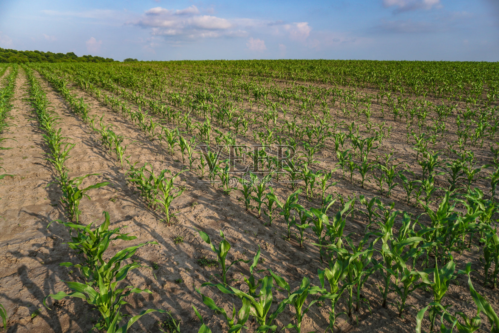 种植作物的农田。农业部门的肥沃土地。食物在花园里的黑土上。工业股票主题照片摄影图片