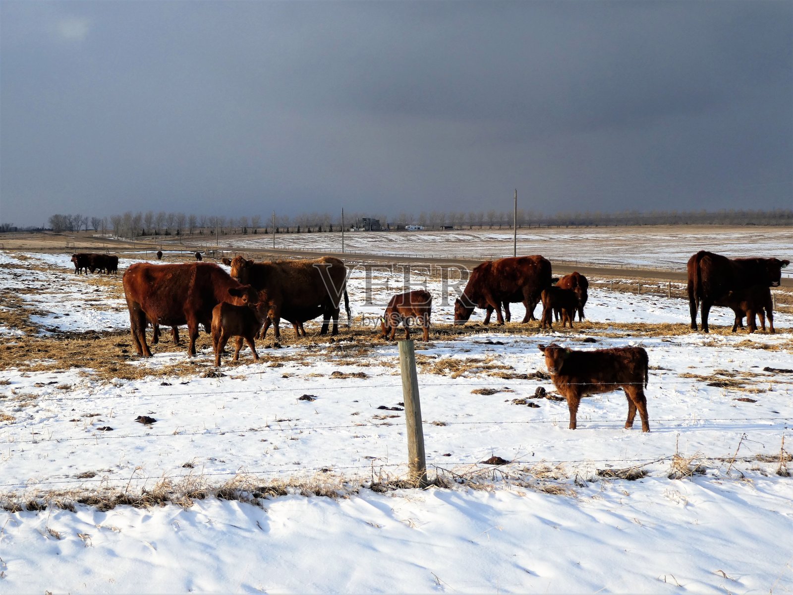 草原景观与牛和小牛漫游在田野照片摄影图片