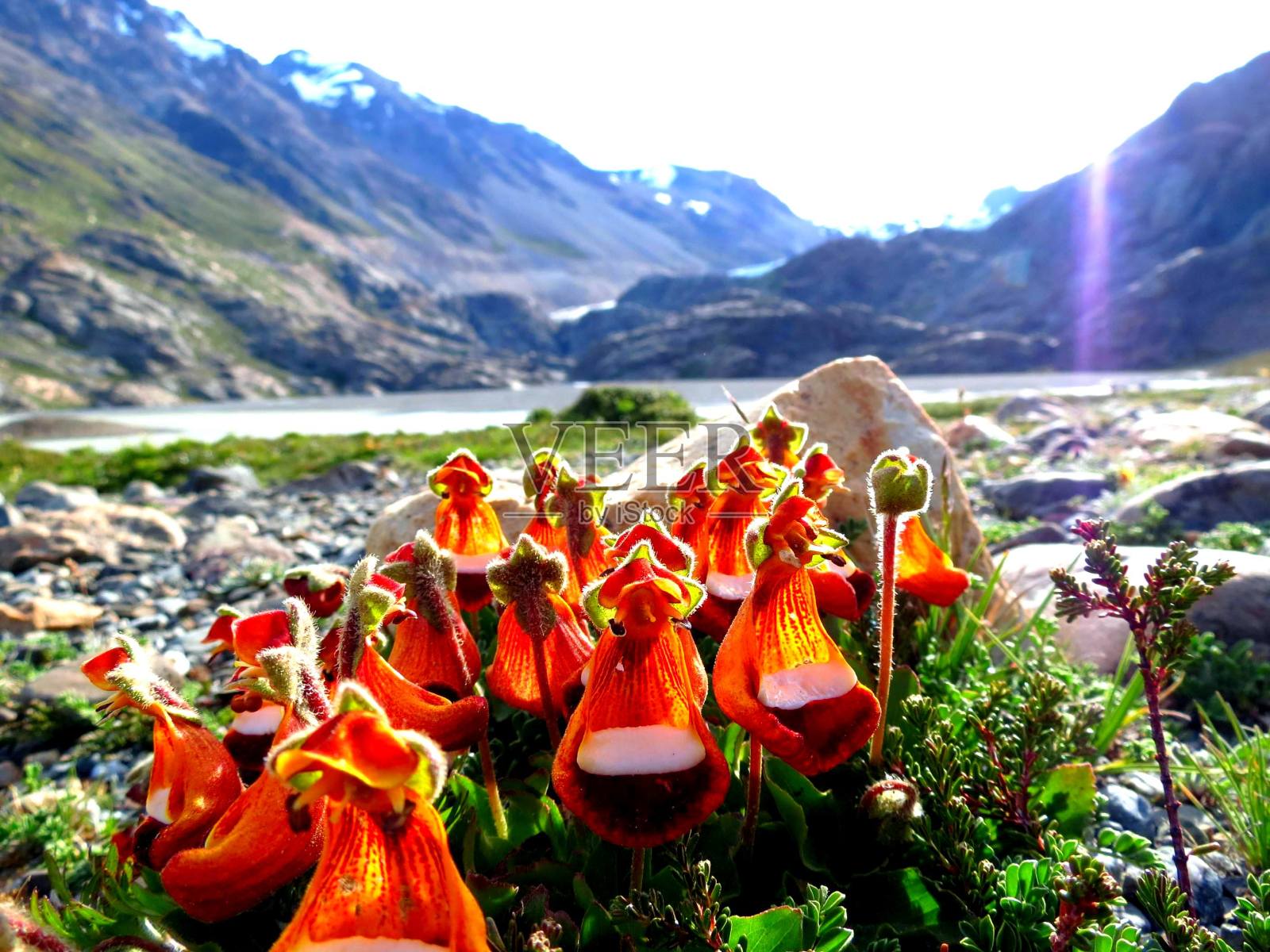 山间橙花照片摄影图片