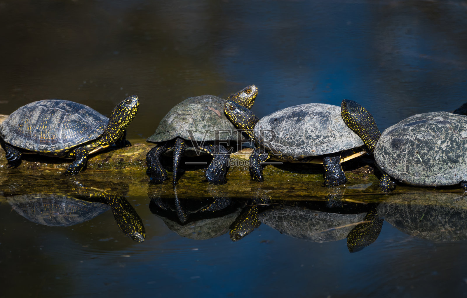 在奥地利多瑙河湿地国家公园的一棵树上晒太阳的欧洲池塘水龟群照片摄影图片