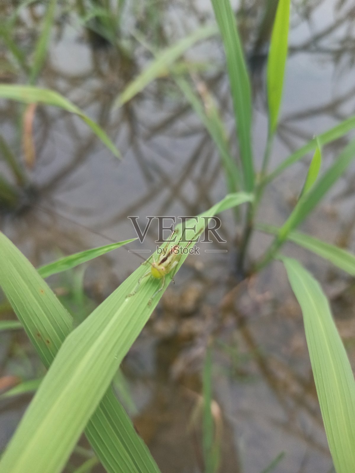 自然的花和日落照片照片摄影图片