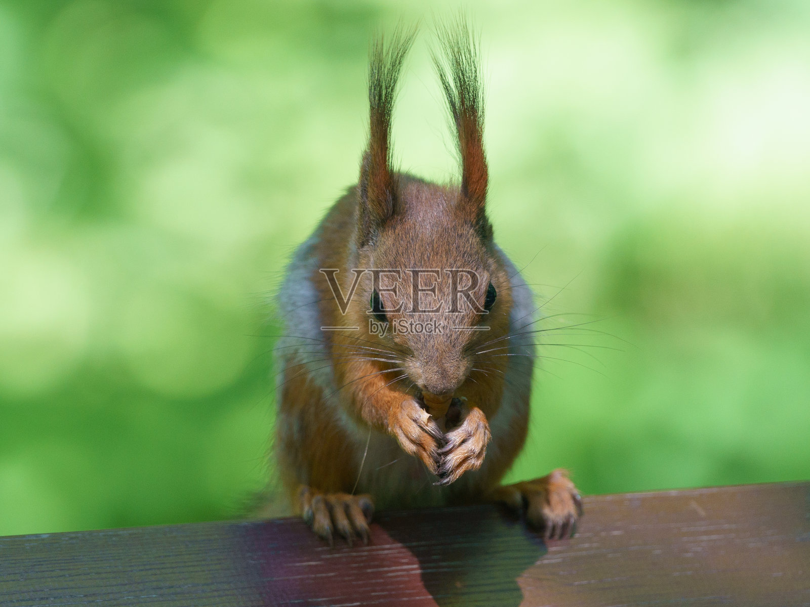 喂养野生脱毛松鼠照片摄影图片
