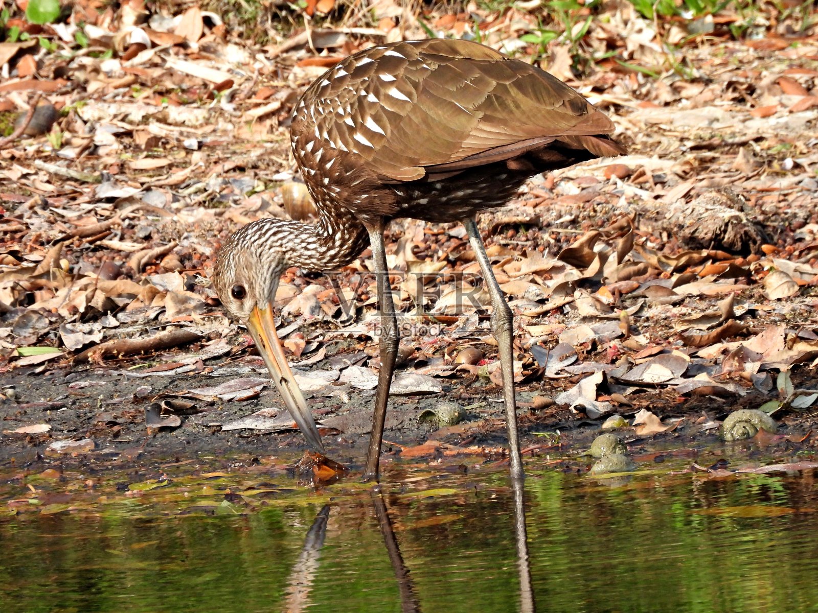 林普金(阿拉穆斯瓜拉乌纳)在佛罗里达的湖中觅食照片摄影图片