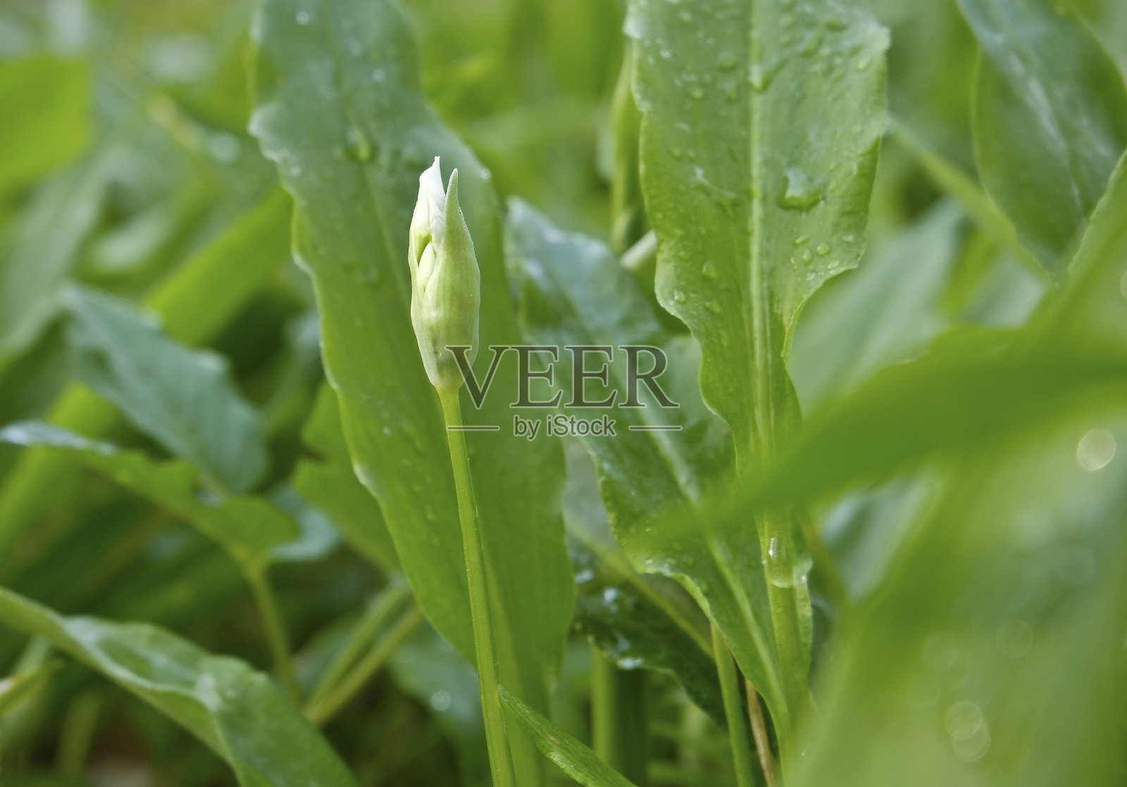 一个野生大蒜植物花的特写。照片摄影图片