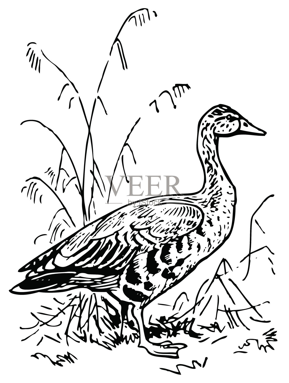 灰雁鹅设计元素图片