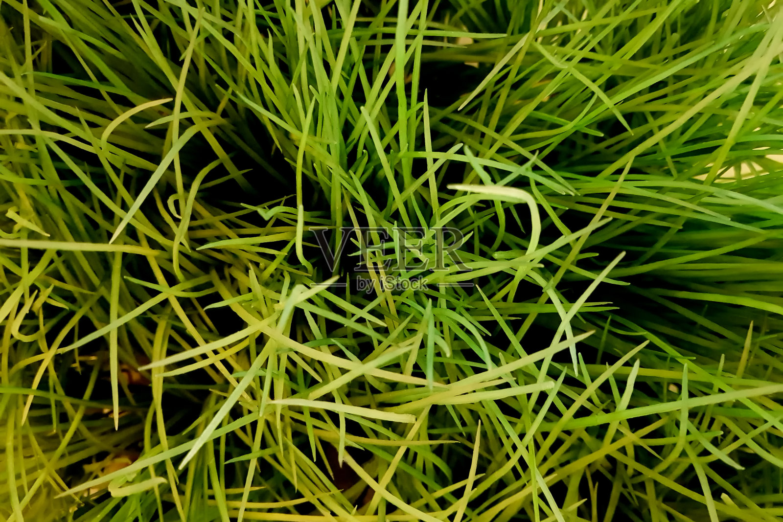 绿草的背景纹理照片摄影图片