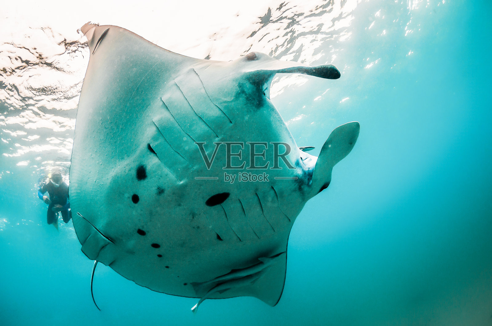 在清澈湛蓝的海洋中,蝠鲼在沙滩上游泳,人们在水面游泳照片摄影图片