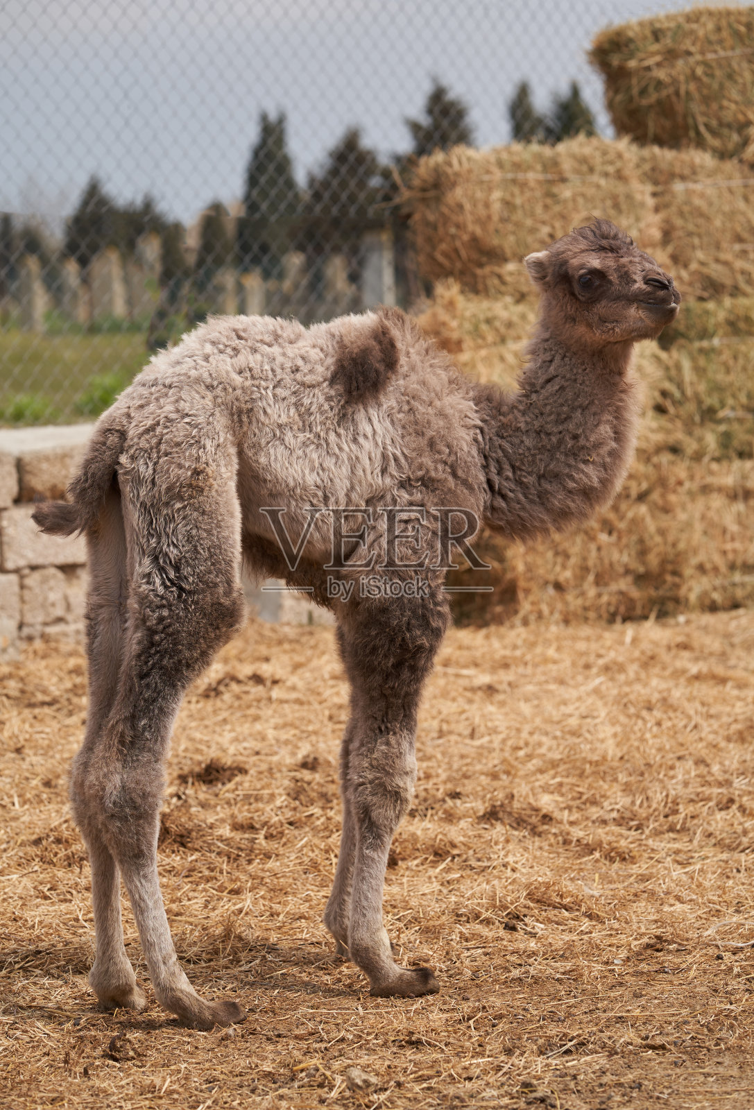双峰骆驼一家:农场上的骆驼与幼驼照片摄影图片