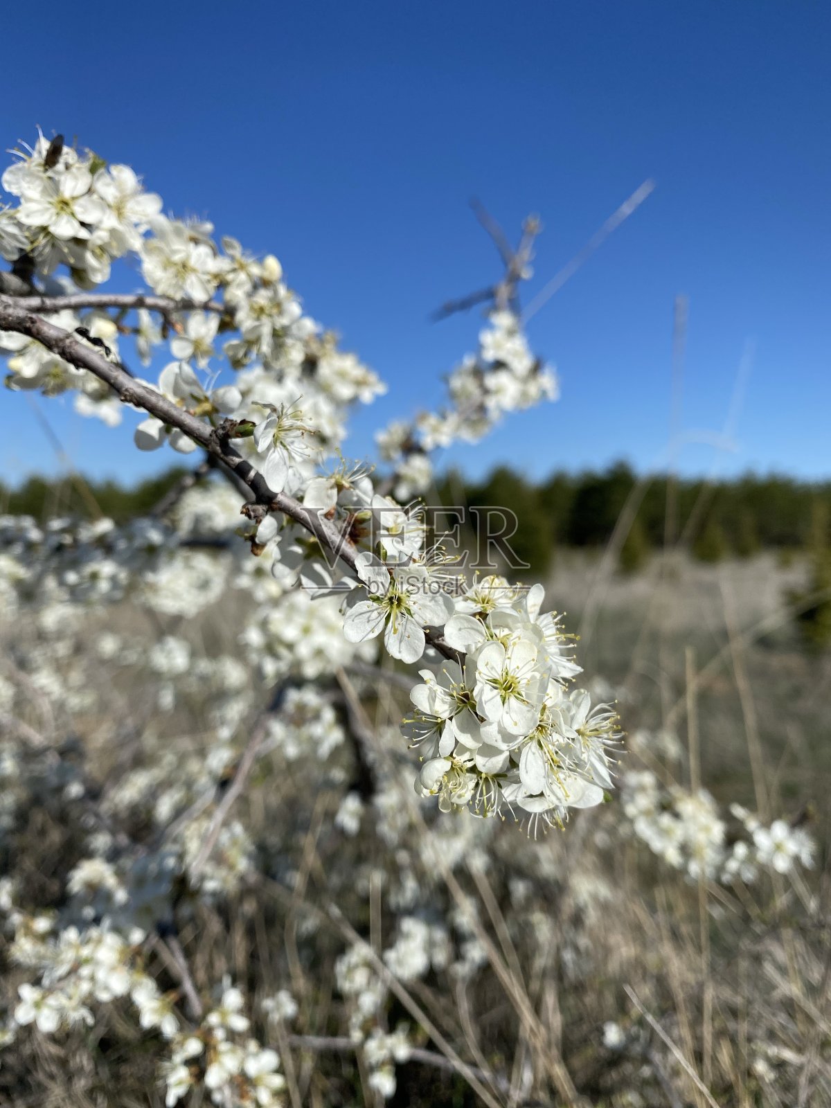 春枝上的芽枝上的春枝照片摄影图片