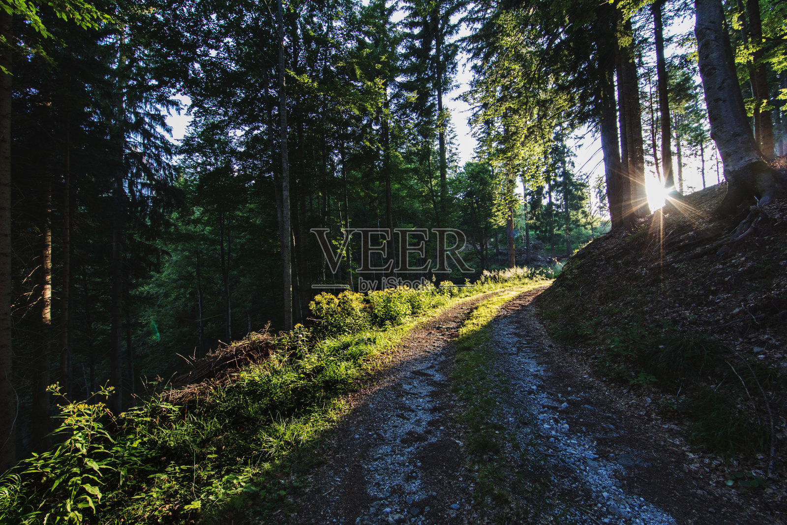 日落时山上的树林照片摄影图片