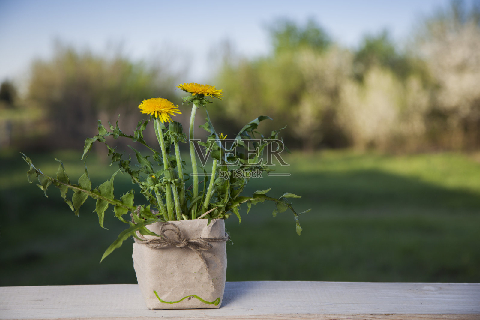 蒲公英的花。花盆里的春花。照片摄影图片