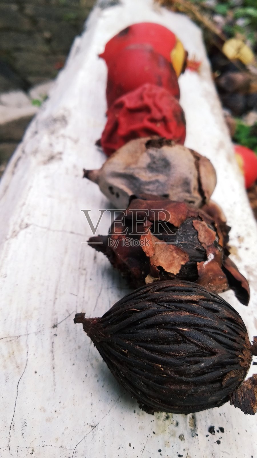 棕榈种子照片摄影图片