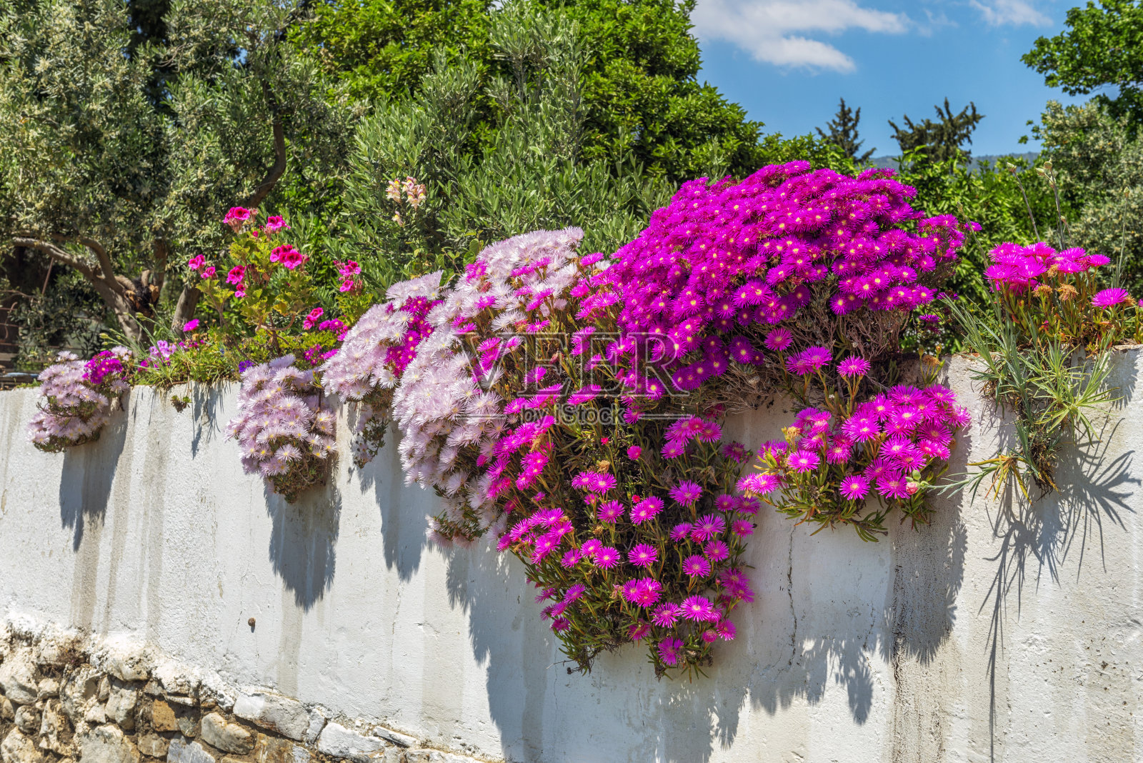 冰植物生长花园墙照片摄影图片