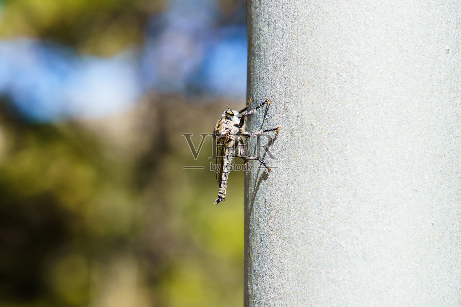 近距离飞行照片摄影图片